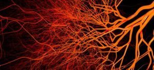 blood vessels