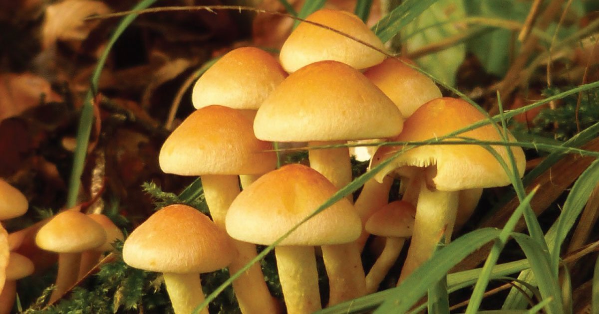 Psilocybin for Mesothelioma Patients