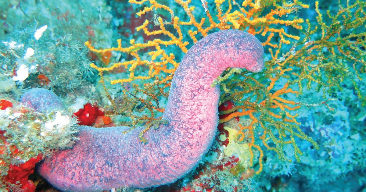Sea Cucumber Ingredient - Key to a New Mesothelioma Treatment