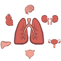 meso-stats-organs