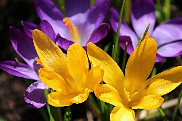 Crocus flower